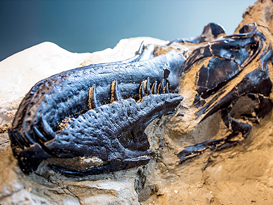 Photo of a dinosaur fossil emerging from a rock base.