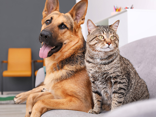 A german shepherd dog sitting next to a tabby cat. Credit: Adobe Stock.