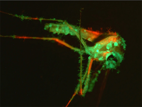 A colorful fluorescence microscopy image of a mosquito.