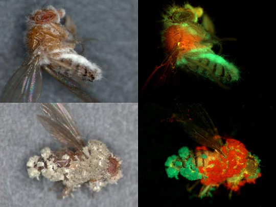 Two fungal strains, Ma549 and Mr2575, were colored red and green respectively to show their coordinated colonization of insect victims as shown. Image courtesy of Raymond St. Leger.