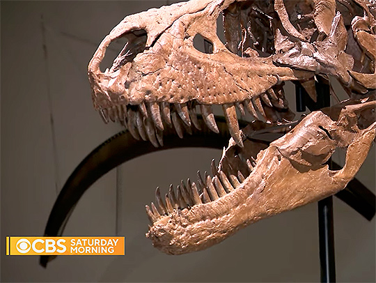 A screenshot from CBS Saturday Morning showing a dinosaur skull