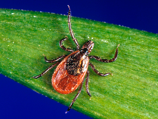 A black-legged deer tick on a leaf. Credit: Centeres for Disease Control