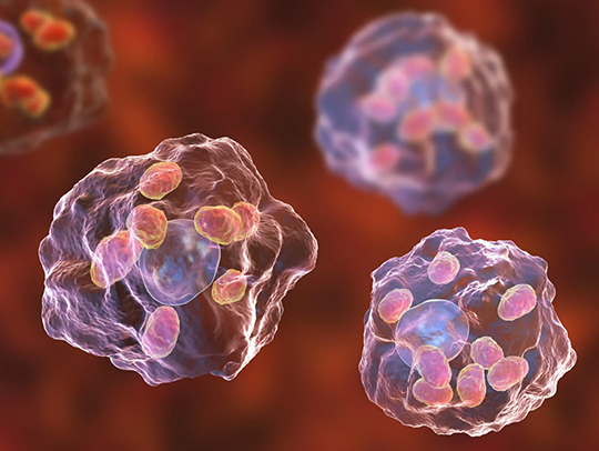 A 3D illustration of Leishmania parasites clustered inside human immune cells.
