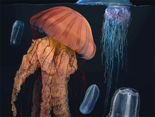 A group of different kinds of jellyfish on a black background.