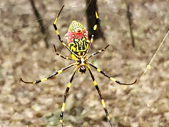 All hail our new Joro spider overlords! Photo by Cudavic.