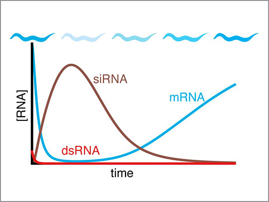 A graph showing Gene silencing by dsRNA (red) can lose potency despite the production of more silencing RNAs (siRNA, brown) within worms, resulting in the recovery of gene expression (blue) over time. Image courtesy of Antony Jose.