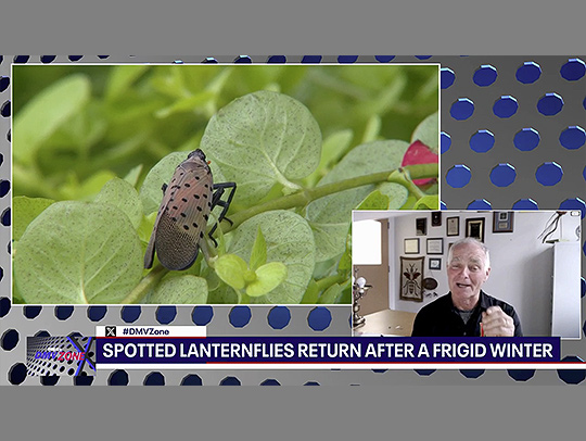 A still from a news segment showing a cluster of lanternflies with a picture-in-picture image of Mike Raupp speaking