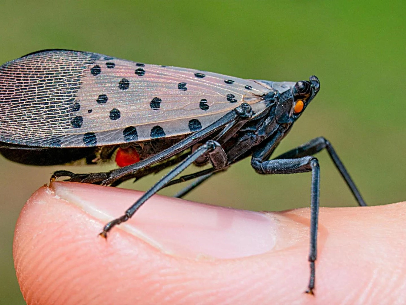 A spotted lanternfly on a fingertip/ Credit:Peter L. Coffey