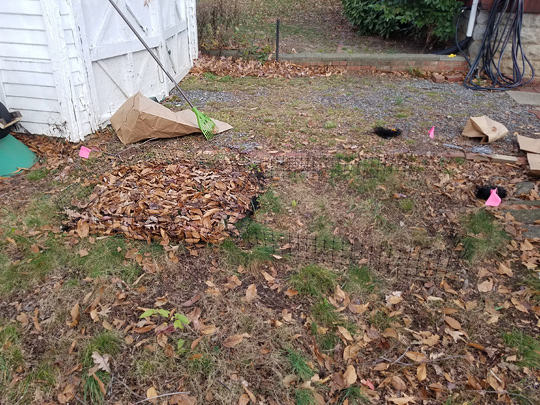 A pile of leaves next to a shed. A bright green rake is leaning against the shed. Credit: Max Ferlauto.