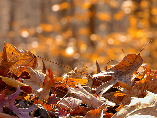 Fall leaves on the ground. Credit: Unplash