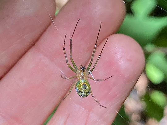 A close-up photo of a bright, spotted greenish spider on its web, with a few fingertips in the background. The spider is very small, and could sit on a single finger joint. Credit: Karen Burghardt