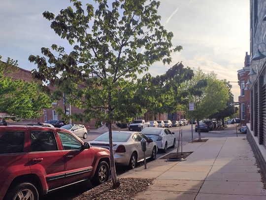 A street in Baltimore, Md. lined with parked cars and young trees. Credit: Meghan Avolio.