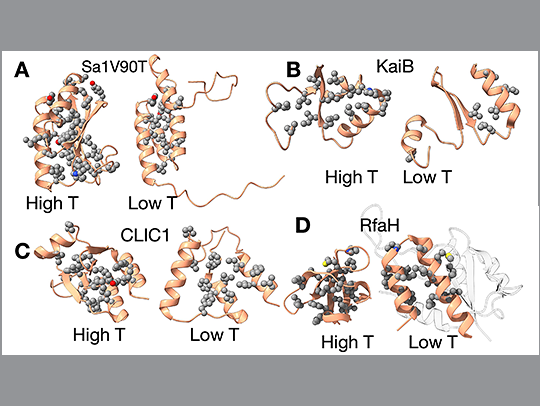 A 3D molecular illustration from a study of four different metamorphic proteins, which revealed that cold temperature can induce a transformation from one state to another. In each example, the low temperature (Low T) state is less ordered than the high temperature (high T) state. A 3D molecular illustration from a study of four different metamorphic proteins, which revealed that cold temperature can induce a transformation from one state to another. In each example, the low temperature (Low T) state is less ordered than the high temperature (high T) state.
