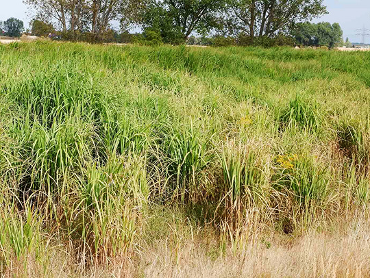 A field of Miscanthus giganteus grass. Photo credit: Katrin Schneider, Wikimedia Commons
