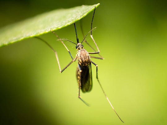 A mosquito hanging from the undersde of a leaf. Credit: Shardar Tarikul Islam and Unsplash