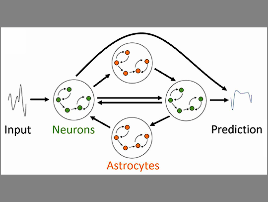 A diagram of an AI network, in which artificial neurons (green) and astrocytes (orange) are wired together to replicate the way the two cell types communicate in the human brain. Image courtesy of Yang et al., Neurocomputing 2026. CC BY 4.0.