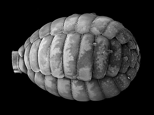 A Paulinella cell, imaged on an electron microscope at the Bigelow Laboratory for Ocean Sciences in Maine