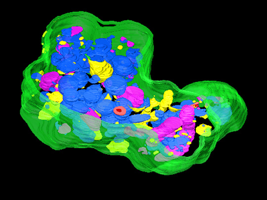 3D rendering of a cell that has been cut in half, showing the organelles inside.