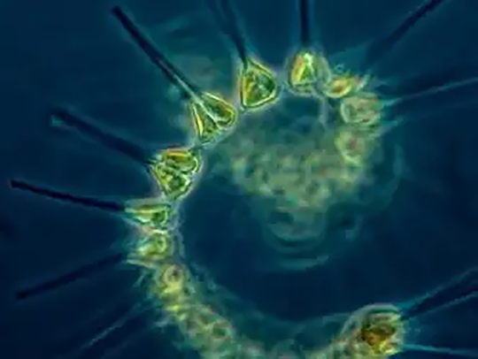 Phytoplankton