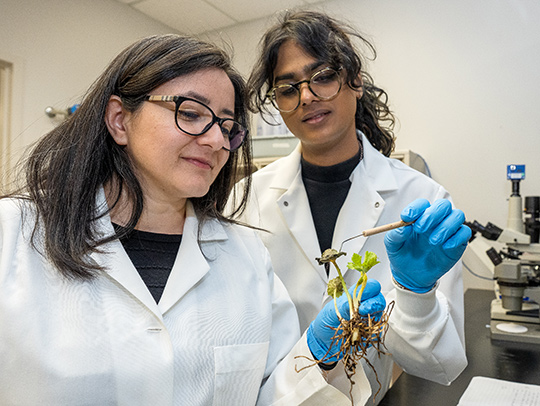 Two women in lab coats examining a small plant with its roots exposed.