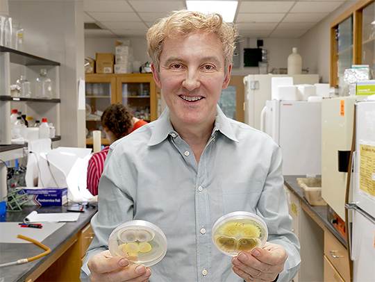 Raymond St. Leger in his lab. He has a petri dish in each hand, in which yellowish-brownish-green fungi are growing.