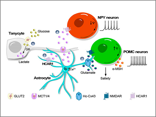 Diagram showing how rising blood sugar triggers a two-pronged fullness signal in the brain. Tanycytes detect glucose and release lactate, which both activates the brain's 'stop eating' neurons (via astrocytes) and quiets the 'keep eating' neurons — simultaneously hitting the brakes on hunger from two directions. Credit: Sergio López.