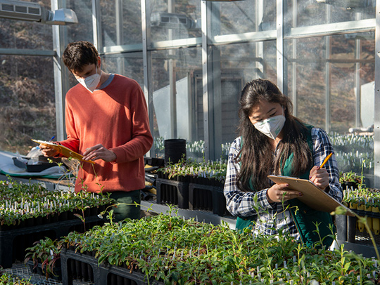 Lead authors Sam Slowinski and Allyson Kido take notes on young plants in campus greenhouse. Credit: Lisa Helfert. Lead authors Sam Slowinski and Allyson Kido take notes on young plants in campus greenhouse. Credit: Lisa Helfert.