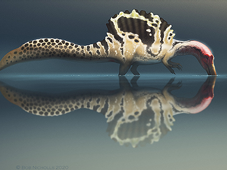 Life reconstruction of a Spinosaurus wading in the water and fishing ©Robert Nicholls 2020 who retains the copyright but this is free to use in conjunction with this story