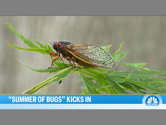 A screen capture of a Today Show segment 'Summer of Bugs' showing a cicada. The NBC logo is in the lower right.