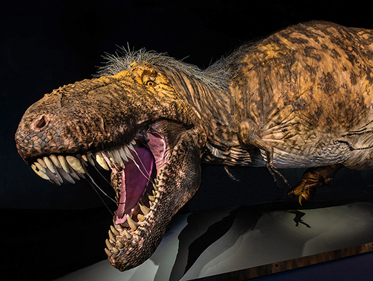 The most accurate, life-sized sculpture of a T-Rex dinosaur ever created. It has mottled gold and brown skin and fine feathers on the back of its neck. Credit: D. Finnin-AMNH.