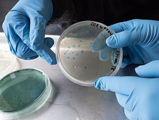 A petri dish being held in gloved hands. Credit: Dave Harp.