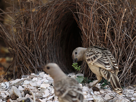 A male bower bird in front of a nest with an arched entrance made of woven twigs. Decorative rocks surround the nest. CC BY-SA 4.0.