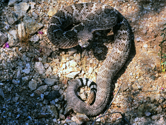 A western diamondback rattlesnake. Credit: Sean B. Carroll