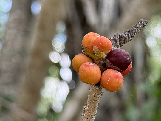 Wild figs on a tree. Credit: Carlos Machado