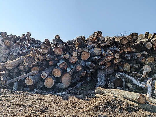 A large stack of logs. Credit: Ning Zeng A large stack of logs. Credit: Ning Zeng