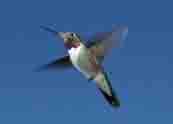 photo of hummingbird