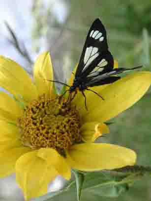 photo of butterfly on flower